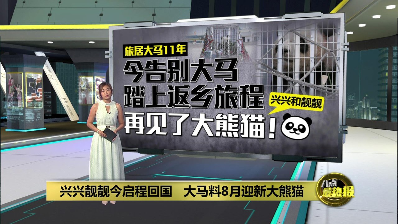 旅居大马11年   大熊猫兴兴靓靓今启程回国