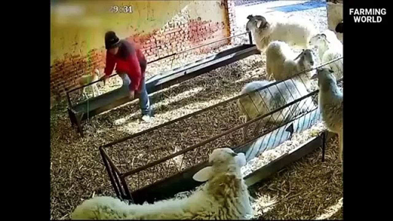 Watch Out! When Rams Attack 🐏