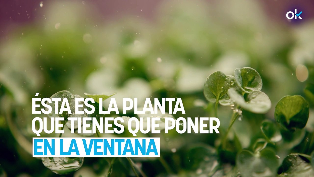 Ésta es la planta que tienes que poner en la ventana si quieres acabar con las moscas de tu casa de golpe