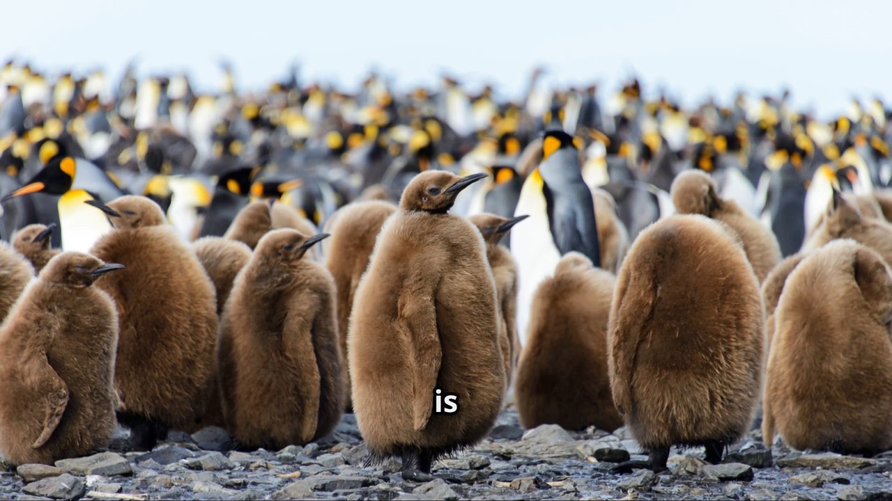How Penguins Brave the EXTREME COLD! -  Nature's Insulated Marvels!