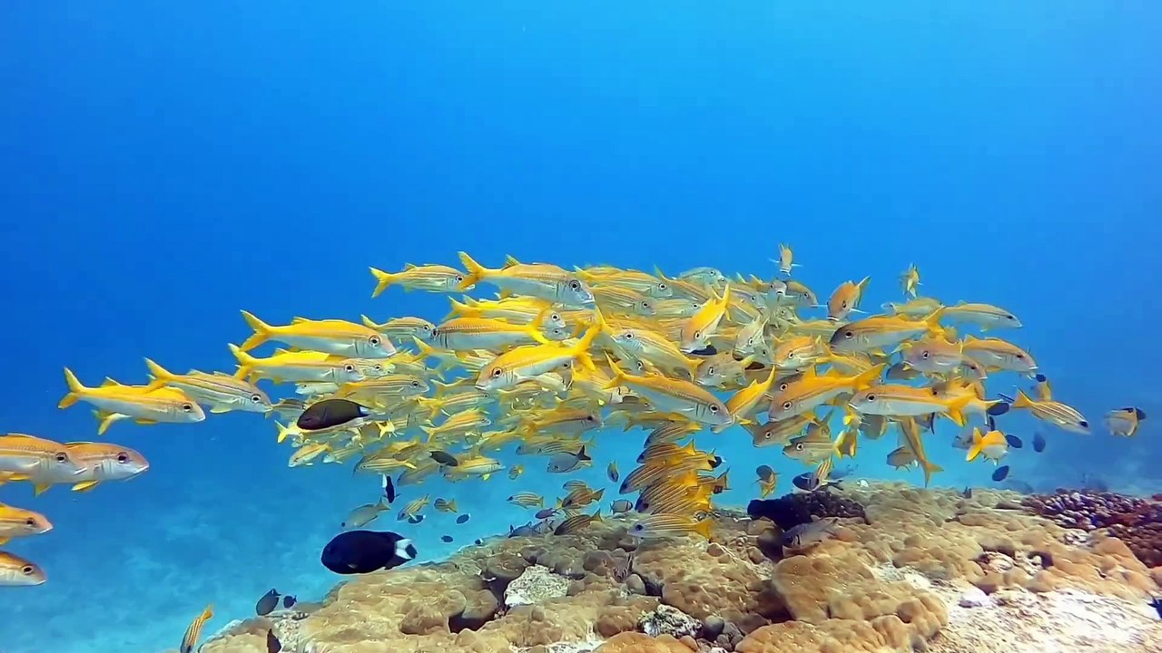 Music, Trending, Relaxing Music, Chill Music, Chillout Music, Music Beats, Chillout Beats, Relaxation Music, House Music, Edm Music, Techno Music, Music, Beats,