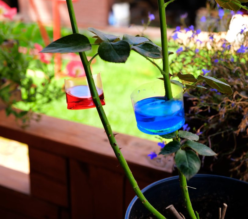 L'essentiel du VERT : Trucs et astuces de jardinage pour les débutants !