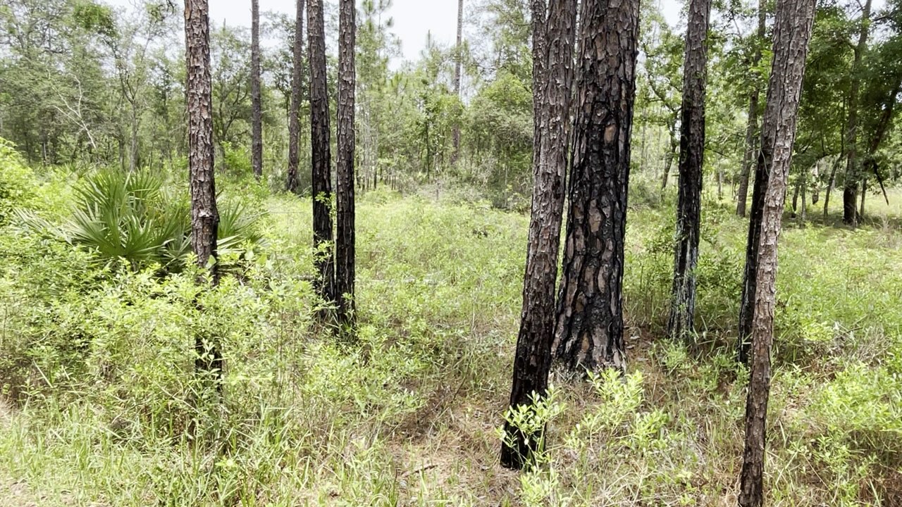 Julington Durbin Preserve Fire Aftermath