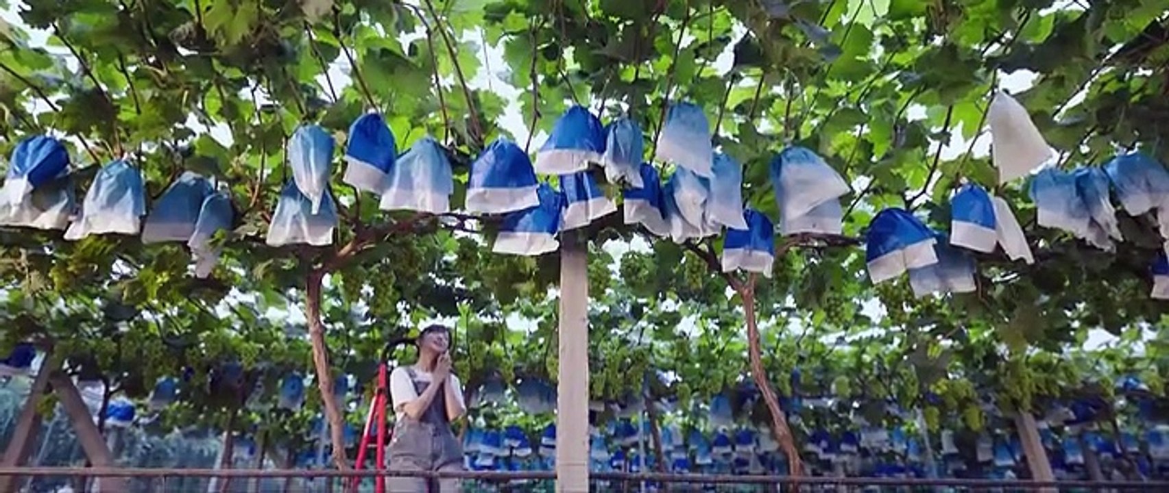 A Romance of the Little Forest.S01E29 in urdu hindi dubbed.