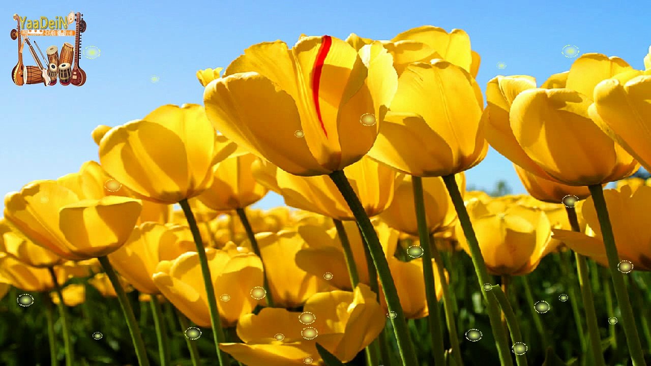 Piya Piya - Evergreen Melody Hit songs