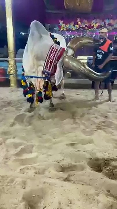 HUGE HORN KANKREJ FROM HOSSAIN DAIRY FARMK #trending #shorts #viralreels #feedshorts