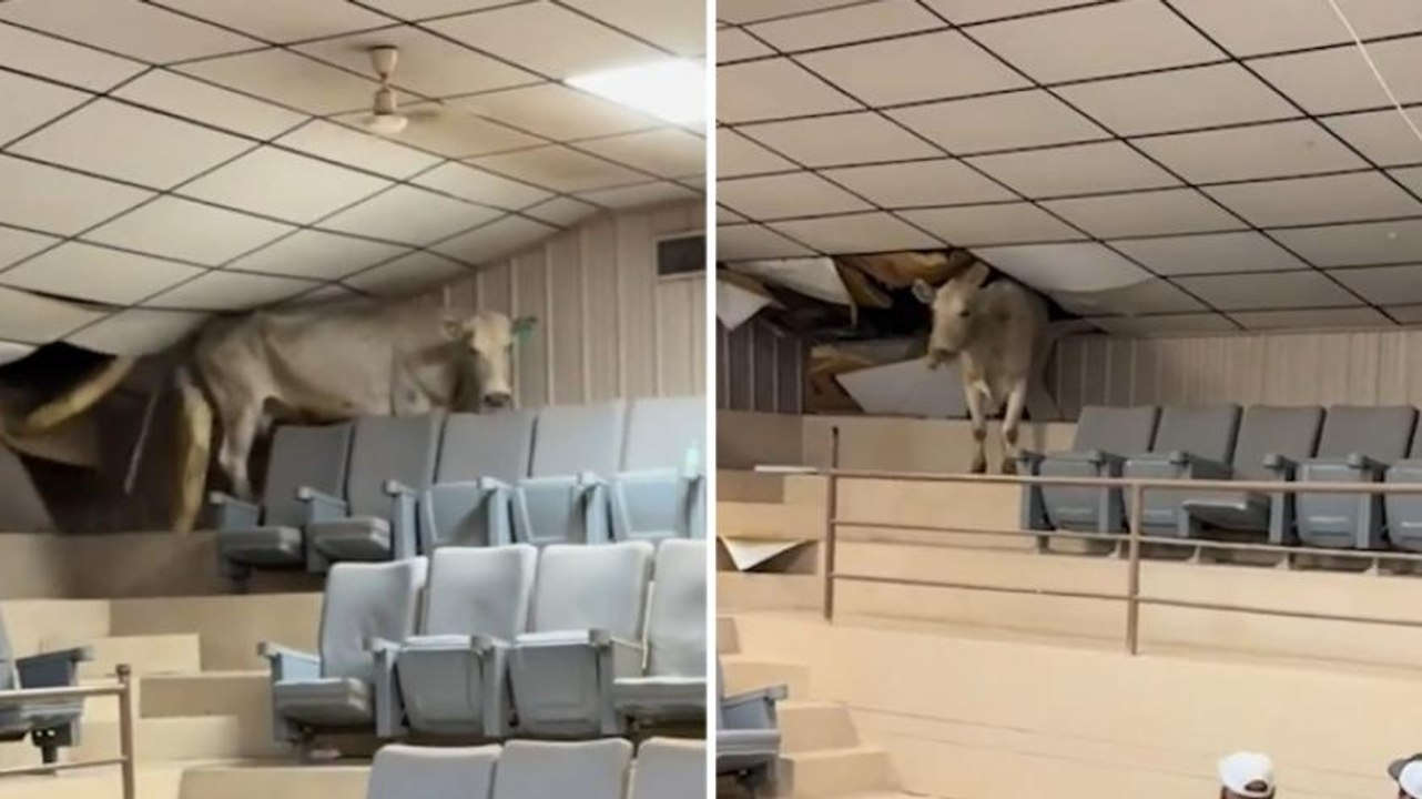 Mucca scappa in gradinata e distrugge il soffitto: panico tra i presenti