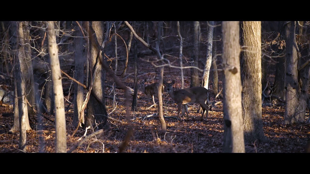 The Man in My Basement | Teaser | Hulu