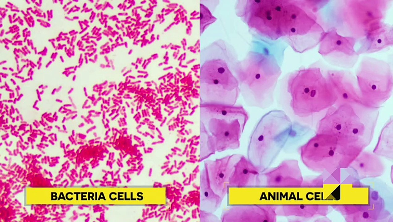 Bacteria and Viruses | How Our Immune System Eliminates These Microorganisms