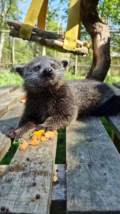 Bearcats at Beale Park