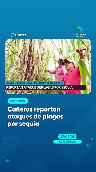 Cañeros reportan ataques de plagas por sequía