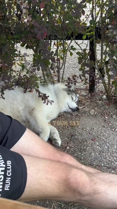 Vous avez une idée ? La Toun est trop gentille JPP 🐻‍❄️🐕