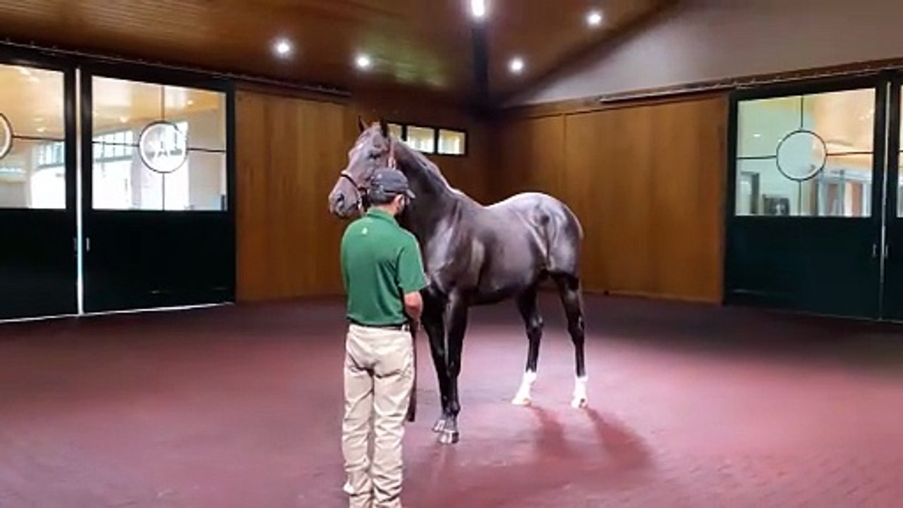 Travers-Winning Sovereignty is the Fastest Horse of the Week