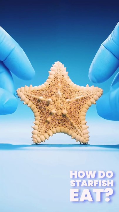 How Starfish Feed Differently Than Any Other Animal | Amazing Marine Facts