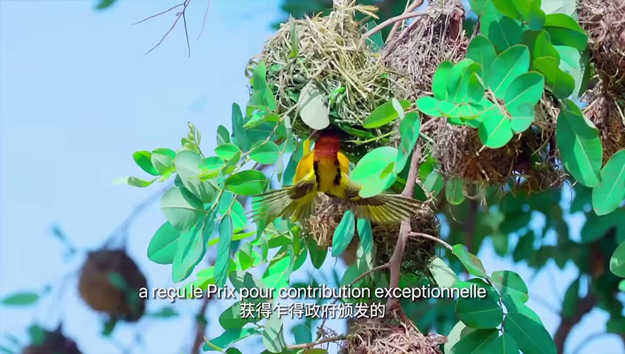 Tchad : CNPCIC, la priorité à la protection de l'environnement pour un développement écologique