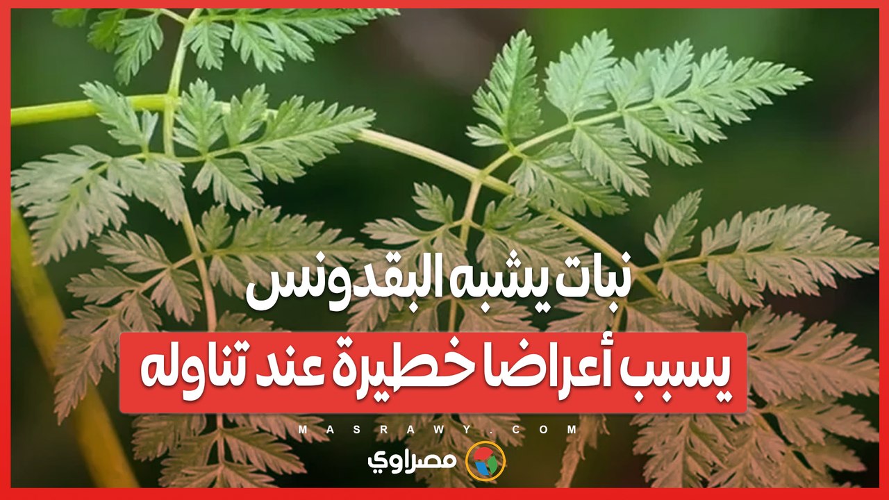 نبات يشبه البقدونس يسبب أعراضا خطيرة عند تناوله