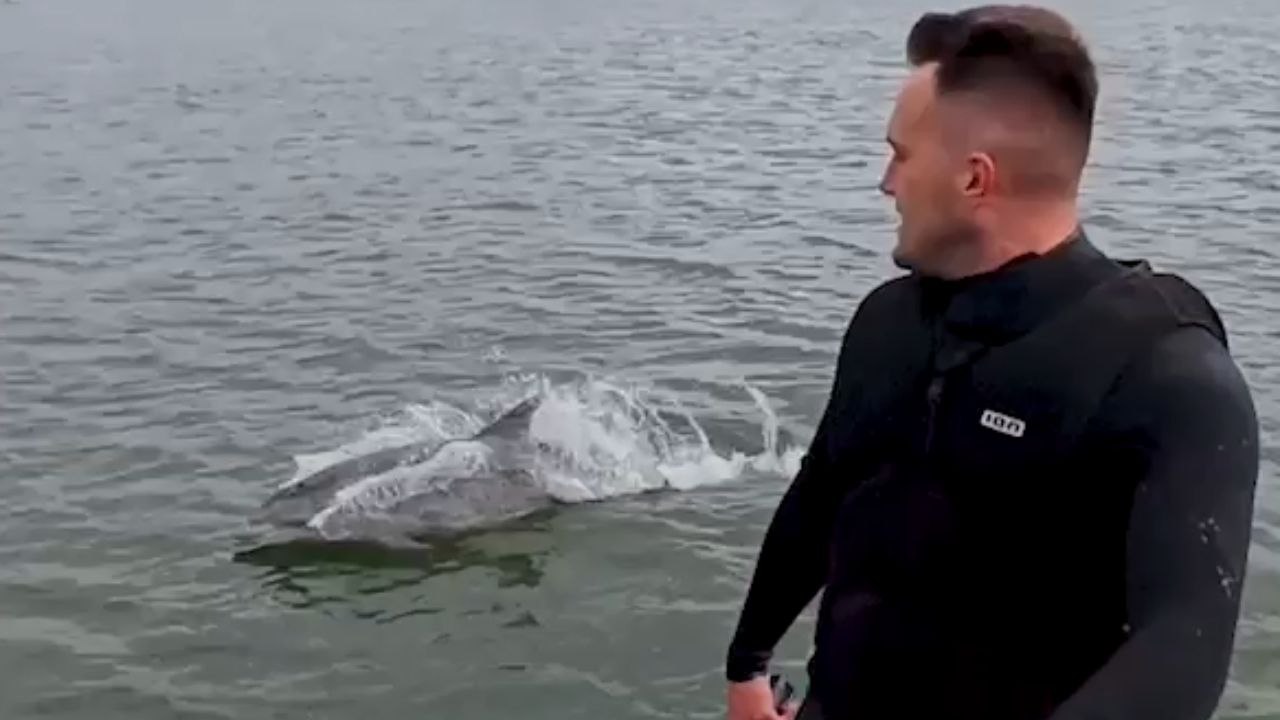 Firth of Forth: Dolphin swims by surfer
