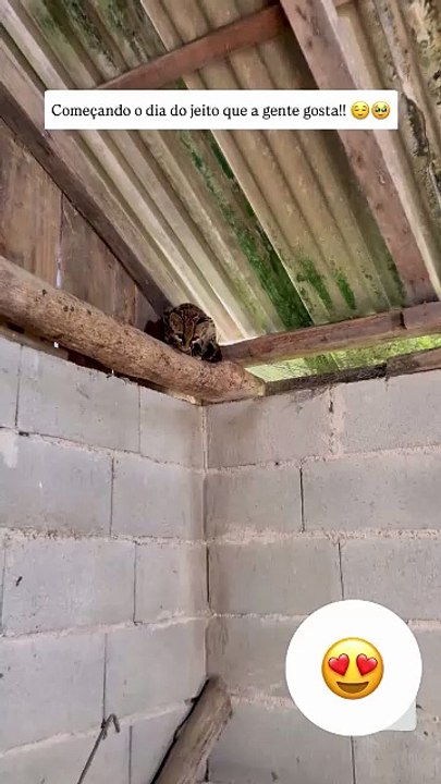 Gato-maracajá em Jaraguá do Sul