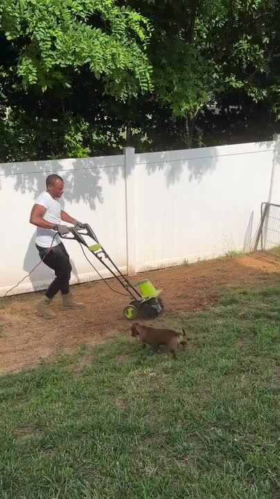 Dog Curious as Tiller Snags Root
