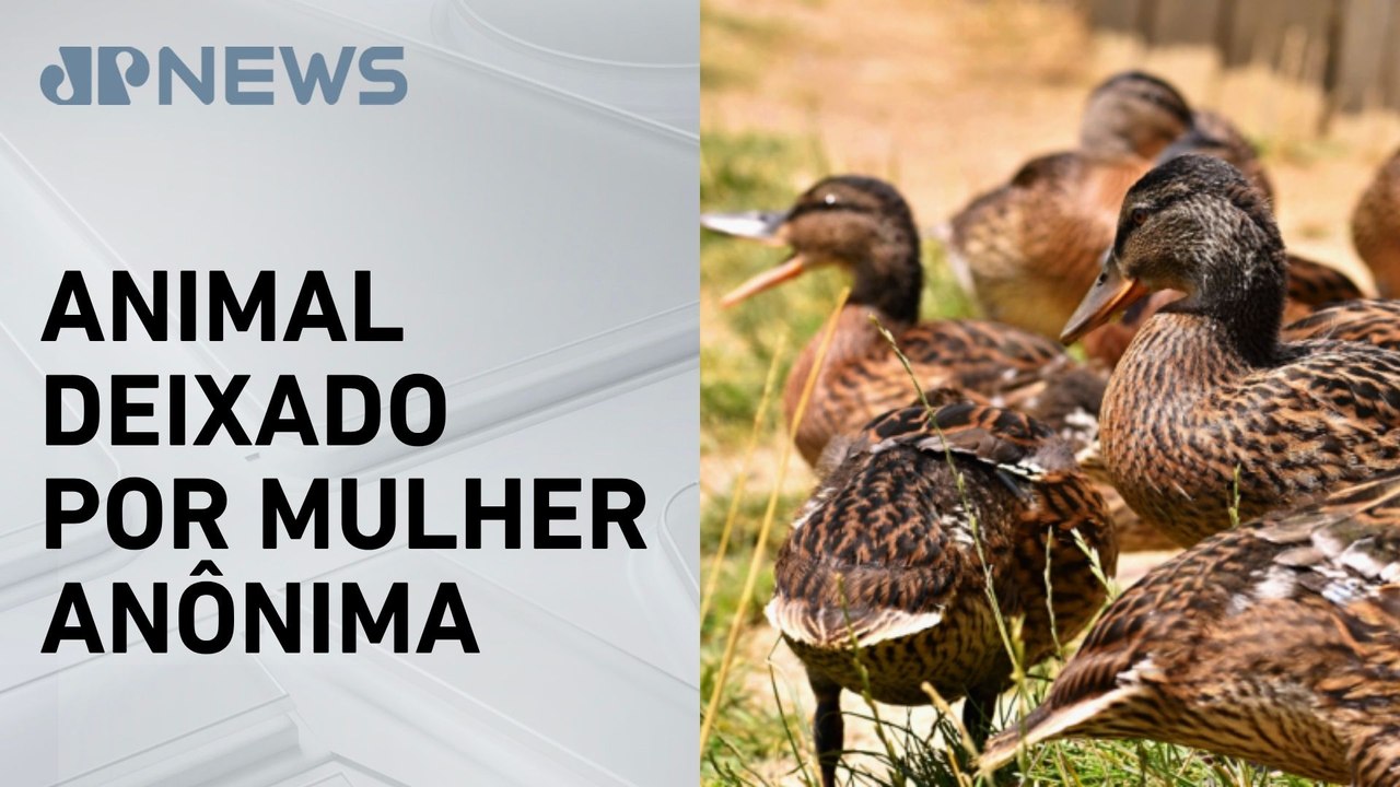 São Paulo confirma gripe aviária em ave entregue à Unesp