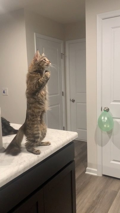 Curious Cat Tries to Catch Something in Air