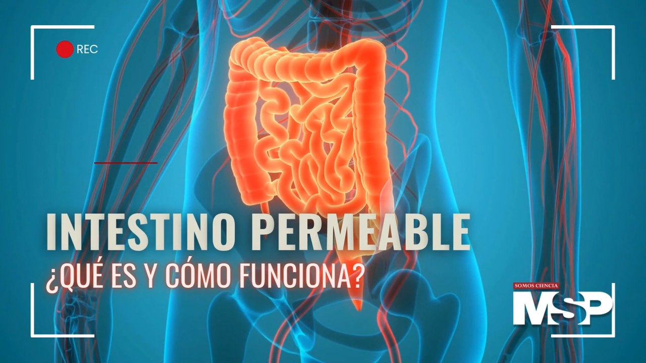Intestino permeable: ¿Qué es y cómo funciona?