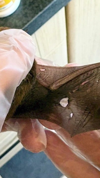 Injured bat saved in Northumberland