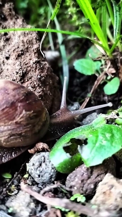 BEKICOT MENCARI TEMPAT SEMBUNYI