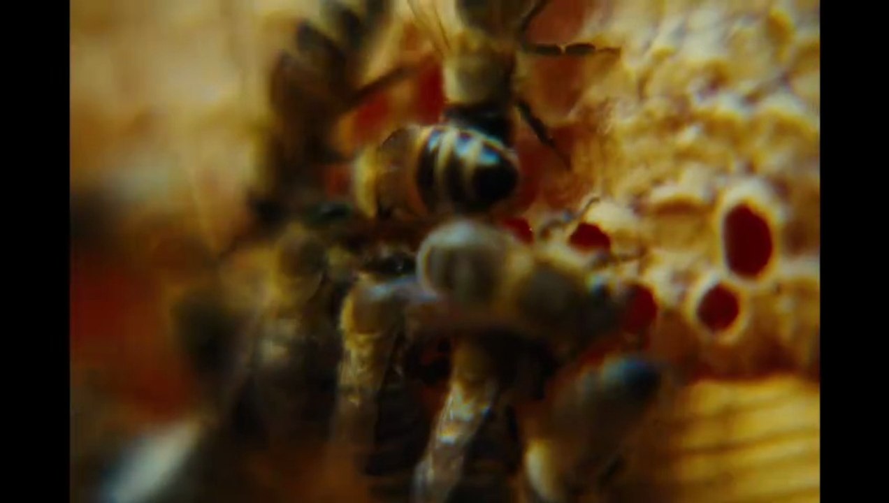 Bugonia Bande-annonce VO STFR