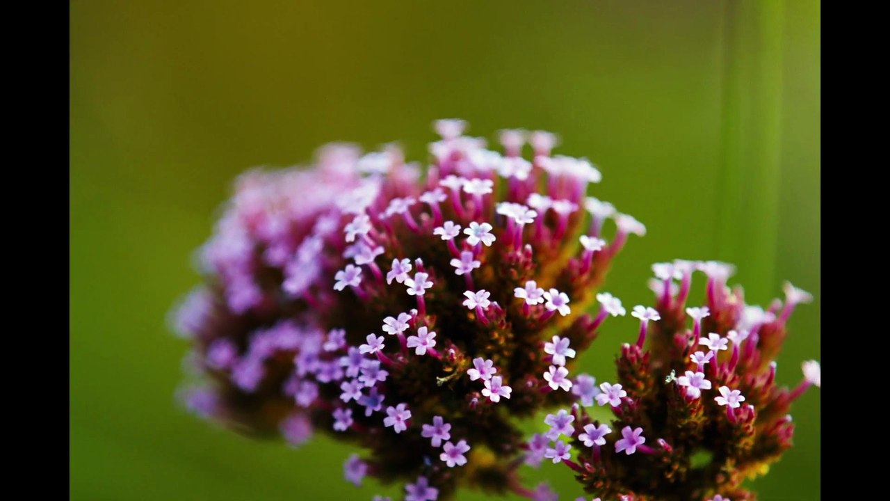 Bugonia (Teaser Trailer HD)