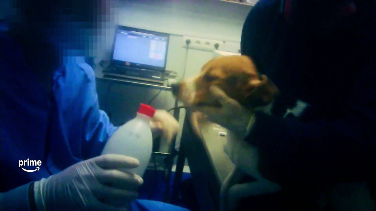 Infiltrada en el búnker - Tráiler Oficial - Prime Video España