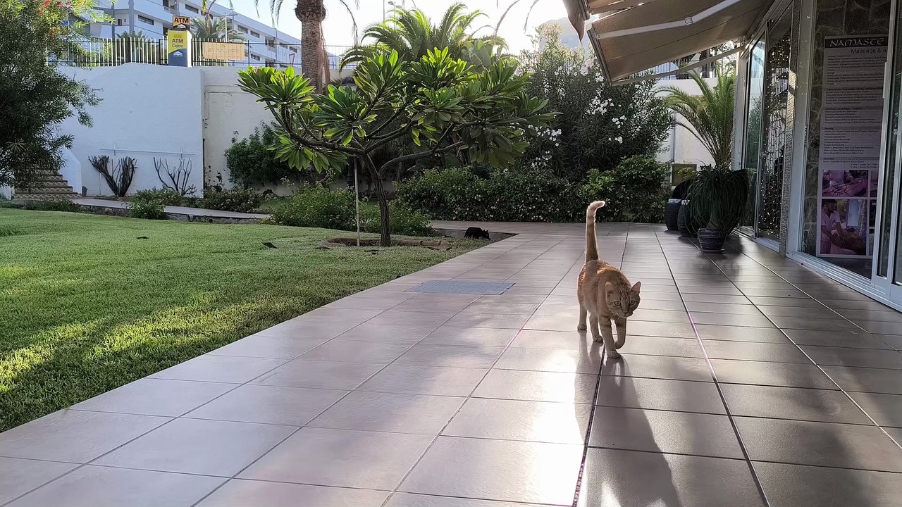 Red Cat Meets Black Cat… Then THIS Happens! 😲