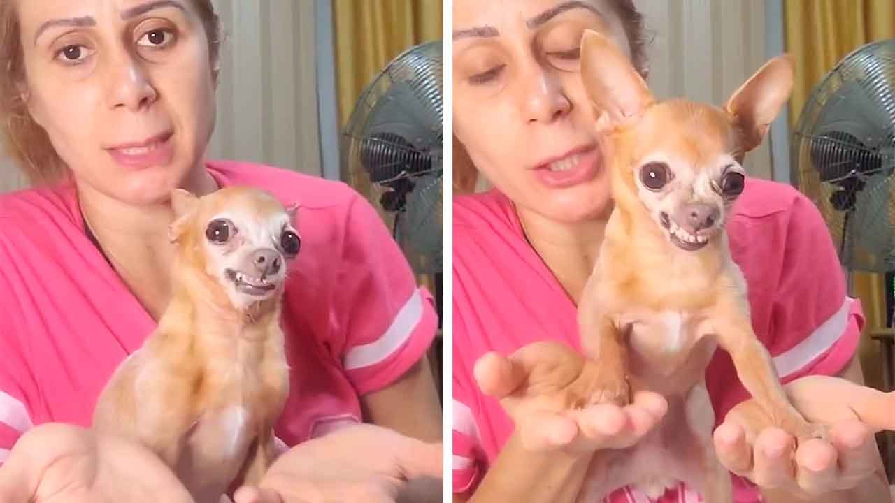 웃긴 영상: 화난 강아지가 ‘명상’으로 분노 조절 시도 — 결과는 그저 코미디