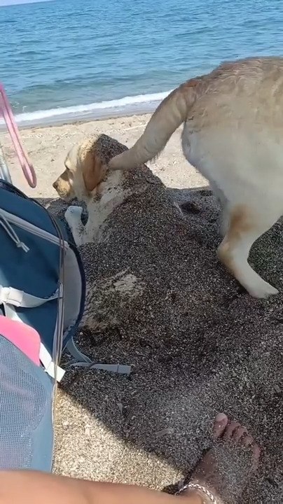 Dog Flings Sand on Another Dog While Digging