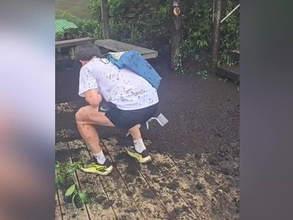 Insektenplage in Südkorea: