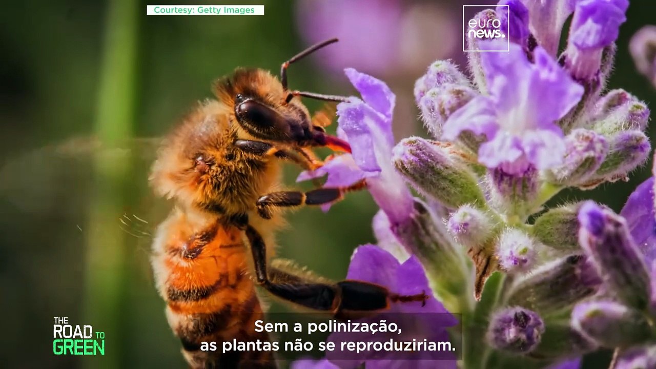 Podem as abelhas melíferas e os polinizadores selvagens coexistir?