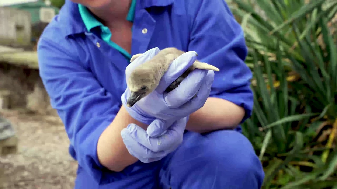 Rare penguin chicks hatch at Chester Zoo