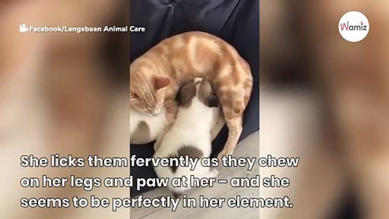 Watch : Cat decides to adopt and nurse adorable orphan puppies