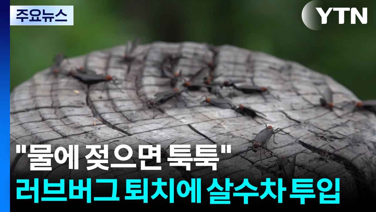 "물에 젖으면 툭툭", 러브버그 퇴치에 살수차 투입...친환경 방제 / YTN