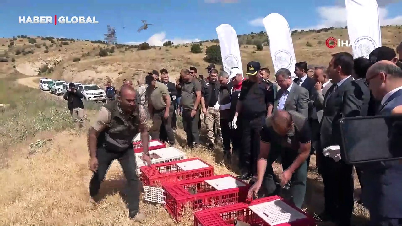 Kene savar keklikler doğaya salındı