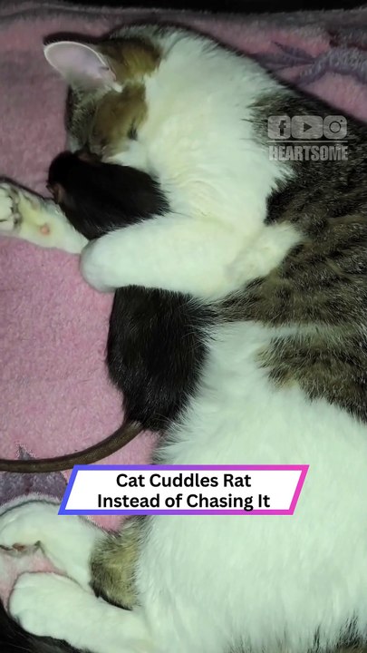 Cat Befriends Rat Instead of Eating It
