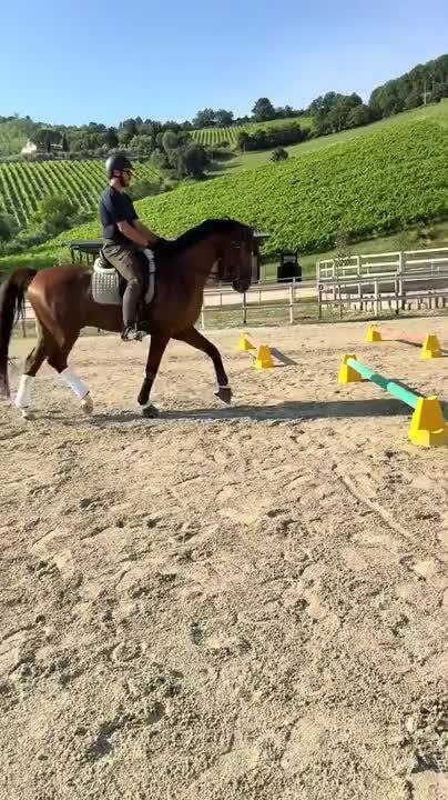 Man on Horseback Topples Every Cavaletti Pole During Ride
