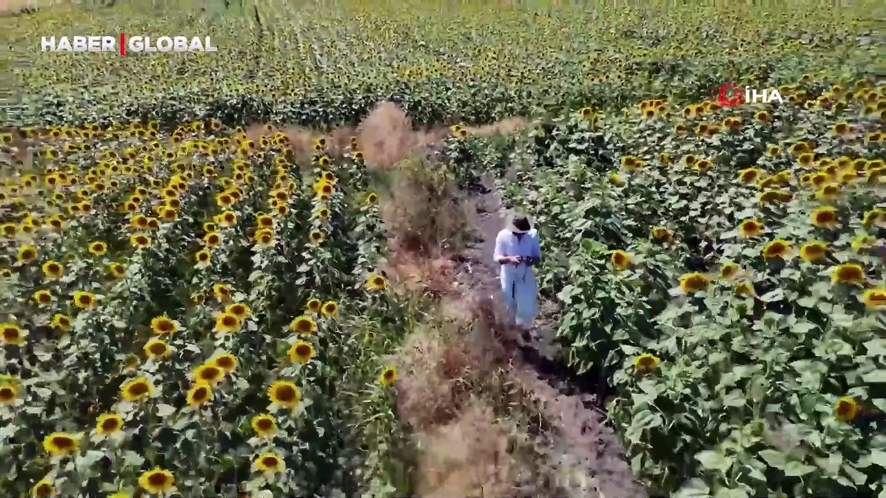 Karacabey ovası sarıya büründü