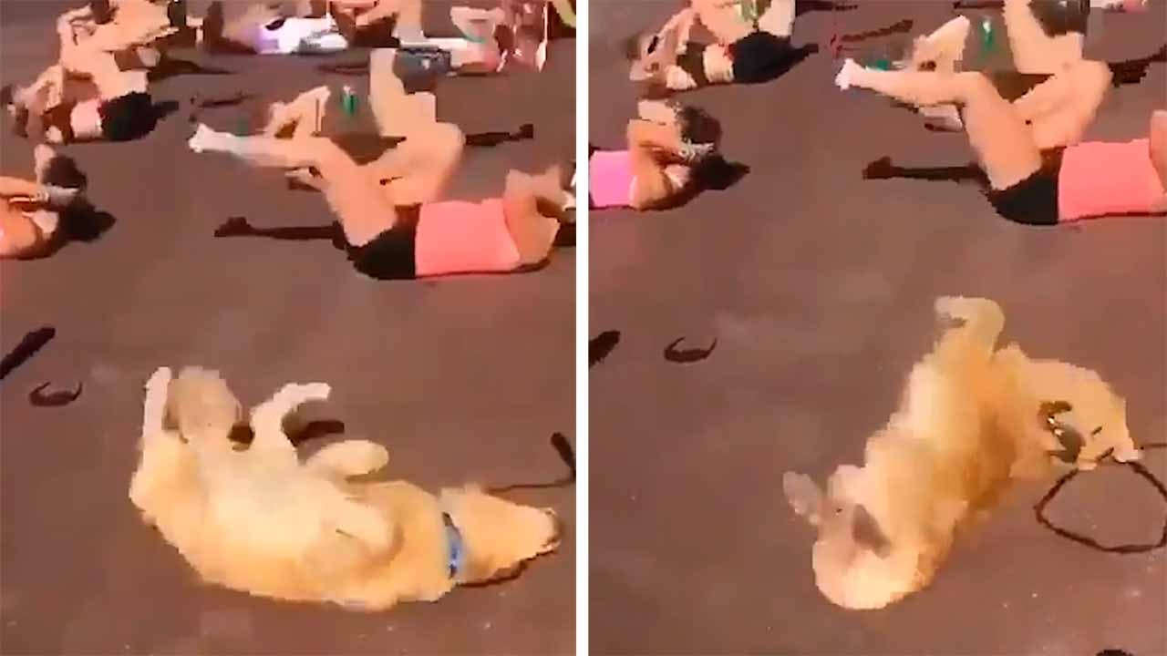 Hylende morsom video viser hund træne mave i fitnesscenter