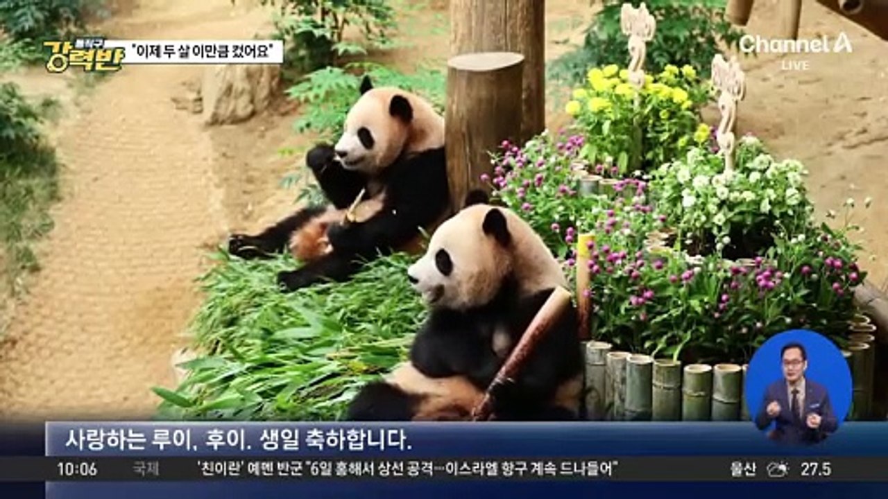 [돌직구 강력반]푸바오 동생들도 두 돌…“이만큼 컸어요”