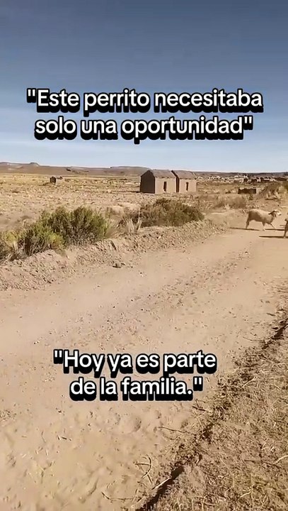 Este perrito tenía actitud… ahora es el jefe del corral