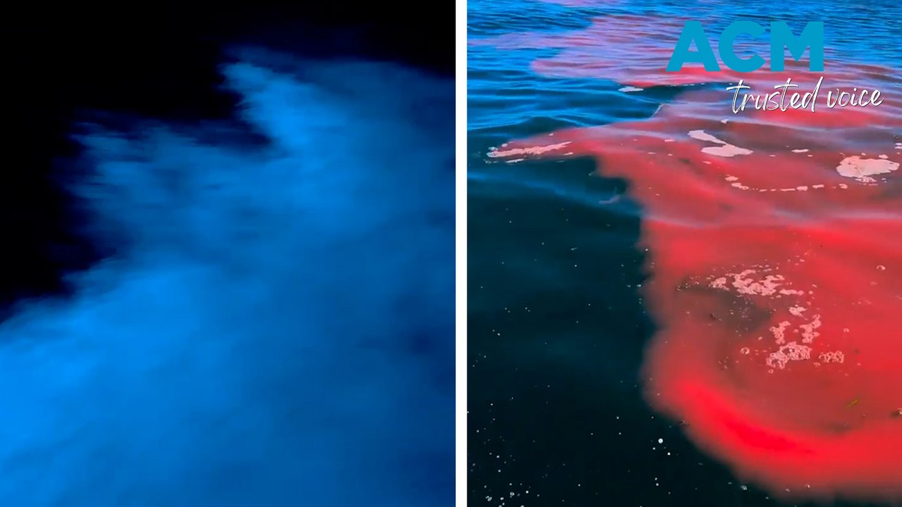 Bioluminescent algae spotted off South Australia