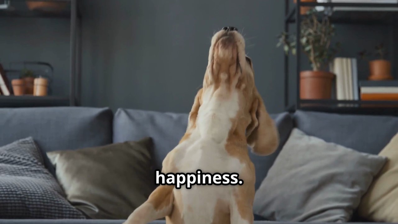 Why Dogs Stretch and Greet Owners Explained !