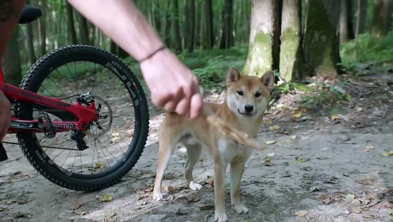 A Person Training a Dog Shorts film