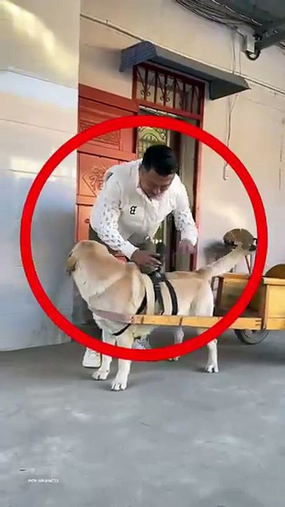 unbelievable_dog_pick_up_girl_from_SCHOOL_#shortsvideo(360p)